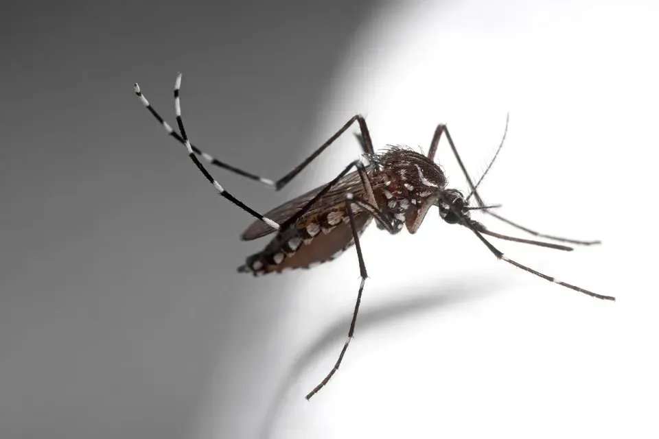 São Paulo contabiliza mais de 390 mil casos prováveis de dengue